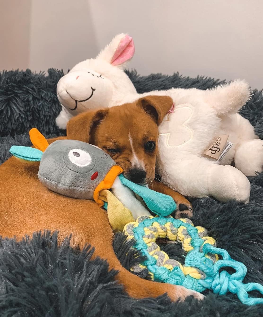 ALL FOR PAWS Heartbeat Replacement Soother Heartbeat Simulator for Puppy Sleep Aid Calming Plush Toys - Image 6